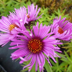 Hvězdnice novoanglická 'Alma Pötschke' - Aster novae-angliae 'Alma Pötschke'