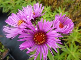 Hvězdnice novoanglická 'Alma Pötschke' - Aster novae-angliae 'Alma Pötschke'