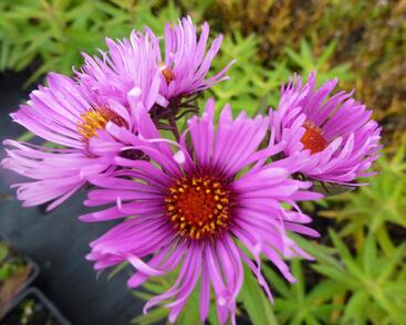 Hvězdnice novoanglická 'Alma Pötschke'