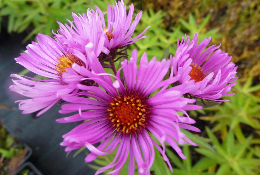 Hvězdnice novoanglická 'Alma Pötschke' - Aster novae-angliae 'Alma Pötschke'