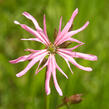 Kohoutek luční - Lychnis flos-cuculi