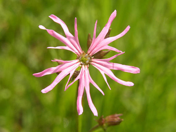 Kohoutek luční - Lychnis flos-cuculi