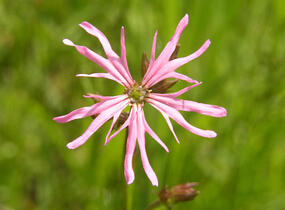 Kohoutek luční - Lychnis flos-cuculi