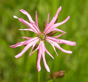 Kohoutek luční - Lychnis flos-cuculi