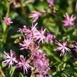 Kohoutek luční - Lychnis flos-cuculi