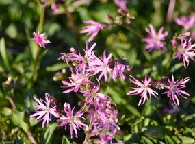 Kohoutek luční - Lychnis flos-cuculi