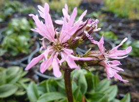 Kohoutek luční - Lychnis flos-cuculi