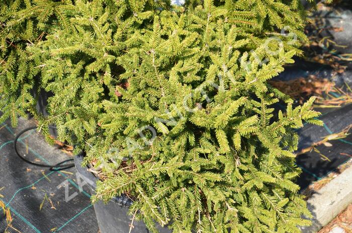 Smrk ztepilý 'Pumila Nigra' - Picea abies 'Pumila Nigra'