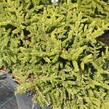 Smrk ztepilý 'Pumila Nigra' - Picea abies 'Pumila Nigra'