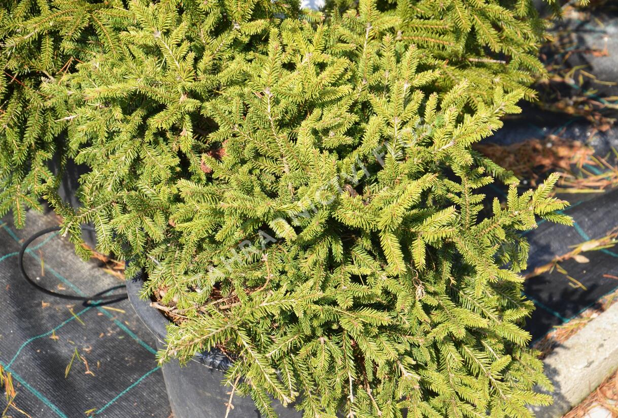 Smrk ztepilý 'Pumila Nigra' - Picea abies 'Pumila Nigra'
