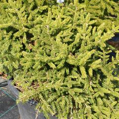 Smrk ztepilý 'Pumila Nigra' - Picea abies 'Pumila Nigra'