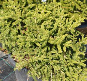 Smrk ztepilý 'Pumila Nigra' - Picea abies 'Pumila Nigra'