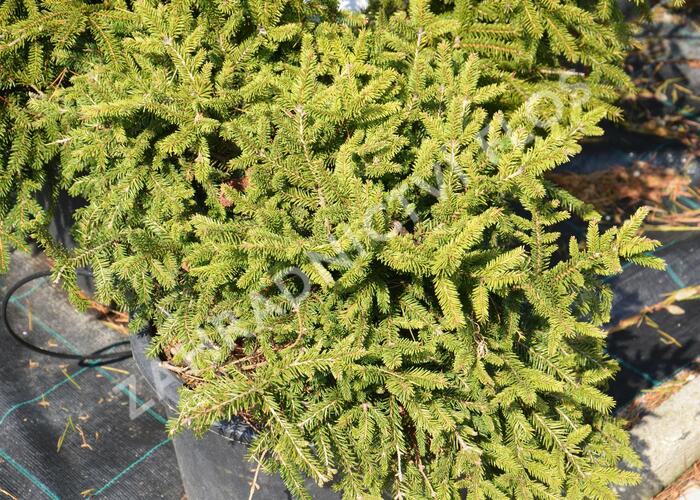 Smrk ztepilý 'Pumila Nigra' - Picea abies 'Pumila Nigra'