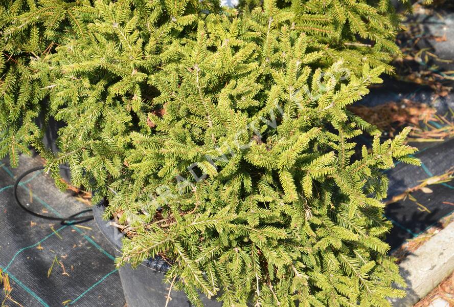 Smrk ztepilý 'Pumila Nigra' - Picea abies 'Pumila Nigra'