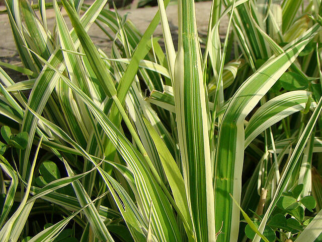 Chrastice rákosovitá 'Dwarf's Garters' - Phalaris arundinacea 'Dwarf's Garters'