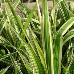 Chrastice rákosovitá 'Dwarf's Garters' - Phalaris arundinacea 'Dwarf's Garters'