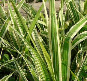 Chrastice rákosovitá 'Dwarf's Garters' - Phalaris arundinacea 'Dwarf's Garters'