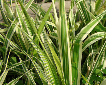 Chrastice rákosovitá 'Dwarf's Garters'