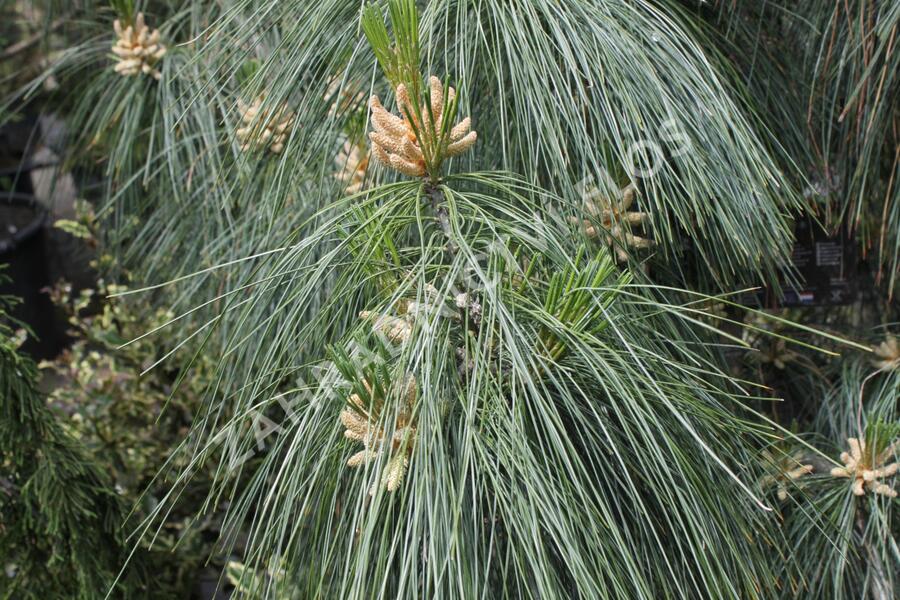 Borovice Schwerinova - Pinus schwerinii