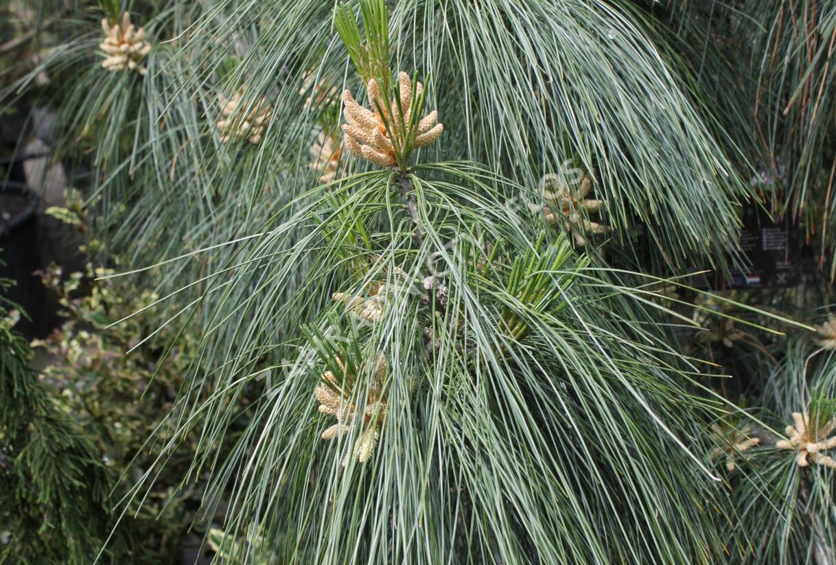 Borovice Schwerinova - Pinus schwerinii