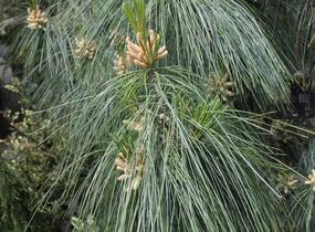 Borovice Schwerinova - Pinus schwerinii