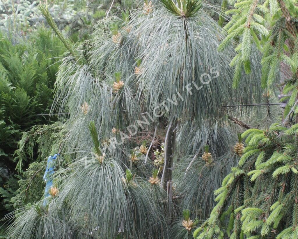 Borovice Schwerinova - Pinus schwerinii