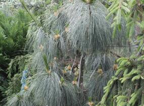 Borovice Schwerinova - Pinus schwerinii