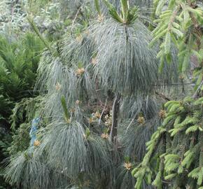 Borovice Schwerinova - Pinus schwerinii
