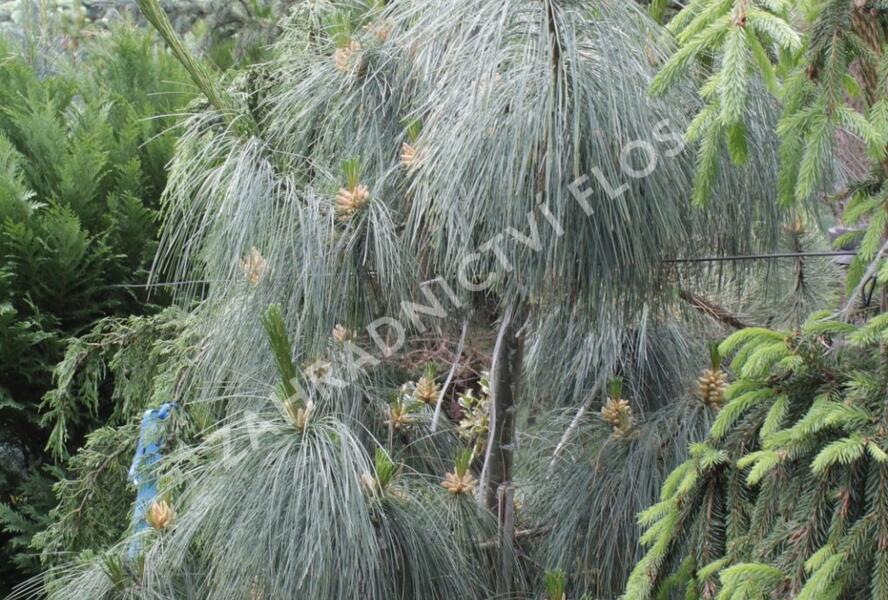Borovice Schwerinova - Pinus schwerinii