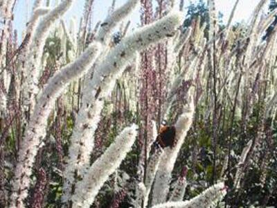 Ploštičník hroznatý 'Atropurpurea' - Cimicifuga ramosa 'Atropurpurea'