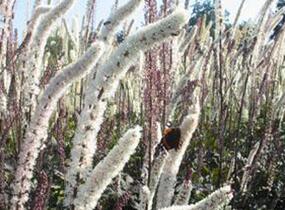 Ploštičník hroznatý 'Atropurpurea' - Cimicifuga ramosa 'Atropurpurea'