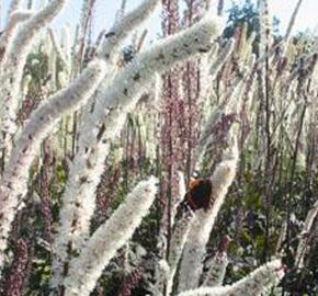 Ploštičník hroznatý 'Atropurpurea' - Cimicifuga ramosa 'Atropurpurea'