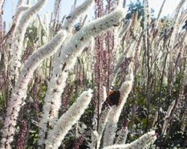 Ploštičník hroznatý 'Atropurpurea'