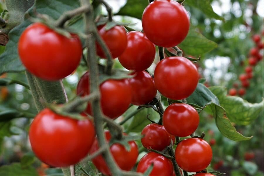 Rajče tyčkové 'Curranto' - Lycopersicon esculentum 'Curranto'