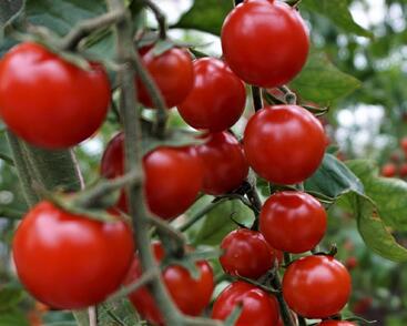 Rajče tyčkové 'Curranto' - rybízové