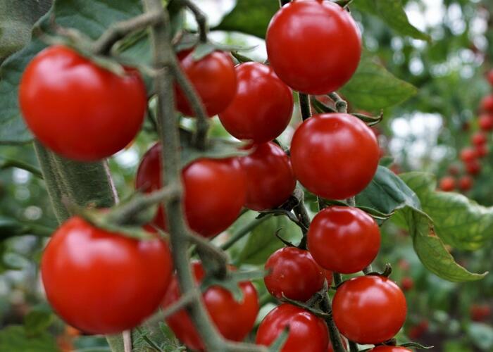 Rajče tyčkové 'Curranto' - Lycopersicon esculentum 'Curranto'