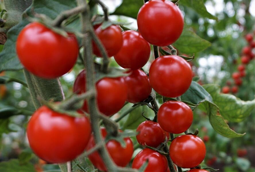 Rajče tyčkové 'Curranto' - rybízové - Lycopersicon esculentum 'Curranto'