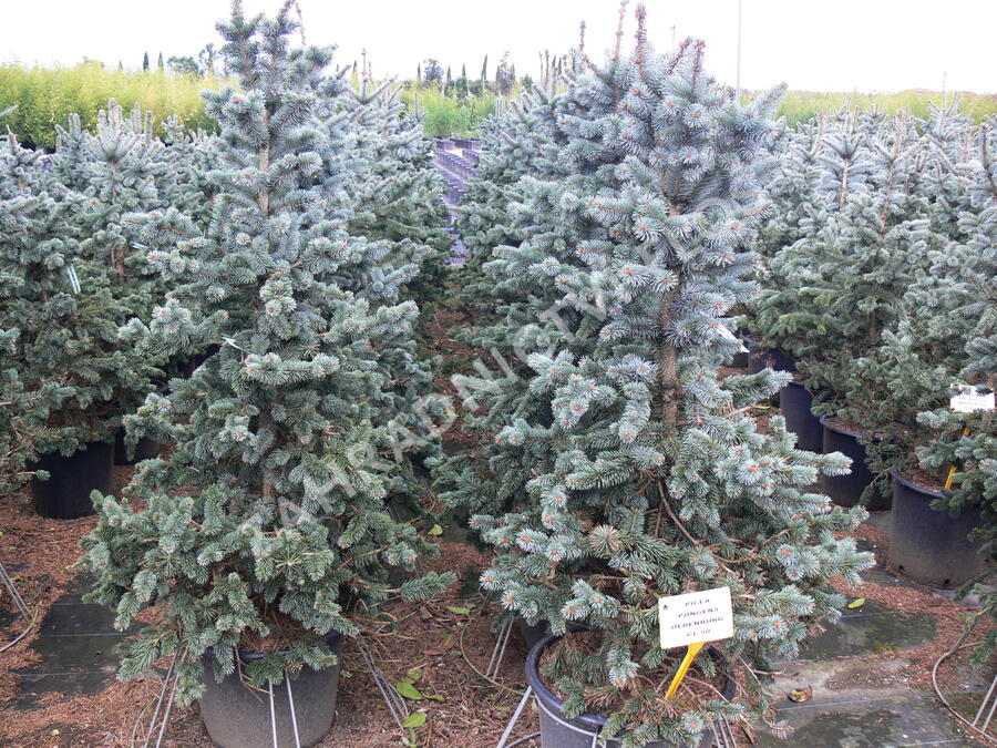 Smrk pichlavý 'Oldenburg' - Picea pungens 'Oldenburg'