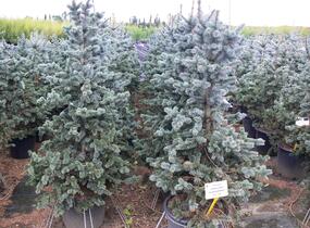 Smrk pichlavý 'Oldenburg' - Picea pungens 'Oldenburg'