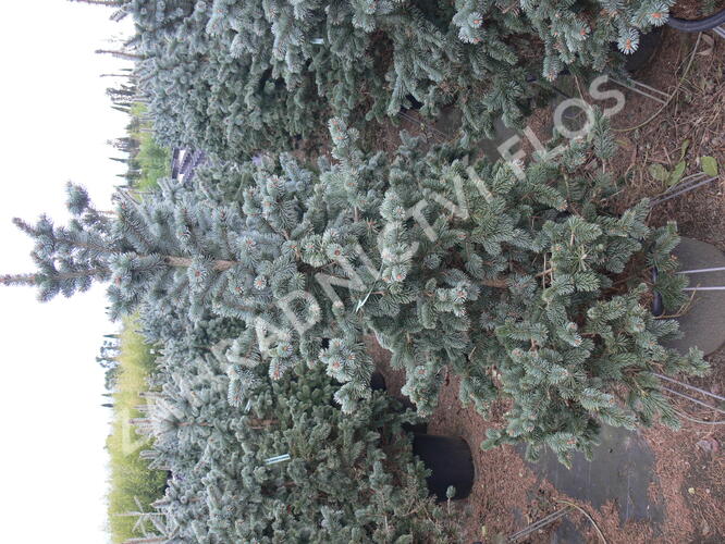 Smrk pichlavý 'Oldenburg' - Picea pungens 'Oldenburg'