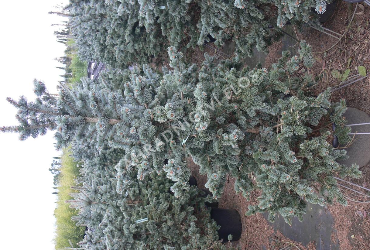 Smrk pichlavý 'Oldenburg' - Picea pungens 'Oldenburg'