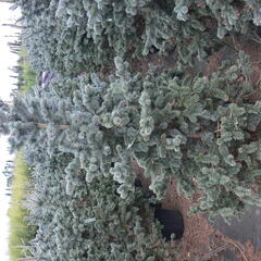 Smrk pichlavý 'Oldenburg' - Picea pungens 'Oldenburg'