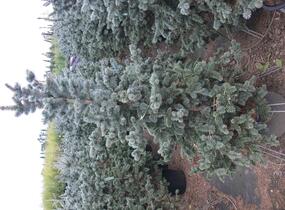 Smrk pichlavý 'Oldenburg' - Picea pungens 'Oldenburg'