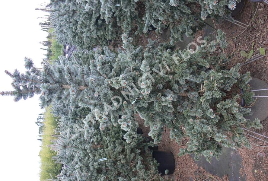 Smrk pichlavý 'Oldenburg' - Picea pungens 'Oldenburg'