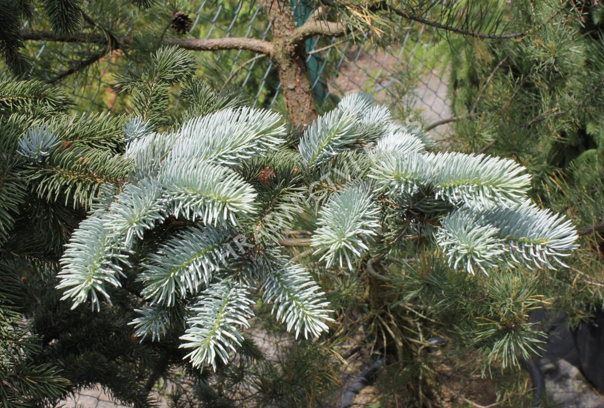 Smrk pichlavý 'Oldenburg' - Picea pungens 'Oldenburg'