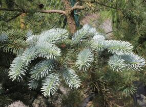 Smrk pichlavý 'Oldenburg' - Picea pungens 'Oldenburg'