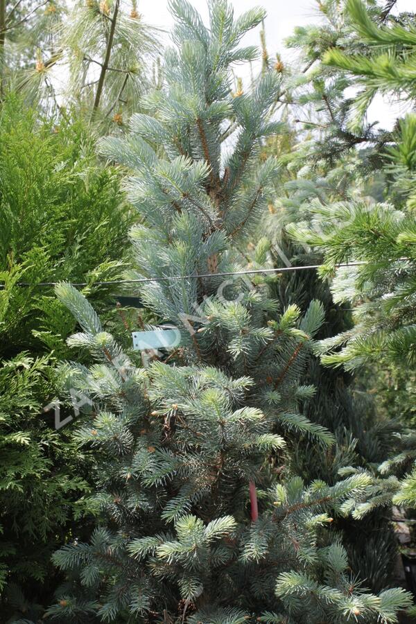 Smrk pichlavý 'Iseli Fastigiate' - Picea pungens 'Iseli Fastigiate'