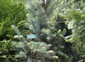 Smrk pichlavý 'Iseli Fastigiate' - Picea pungens 'Iseli Fastigiate'