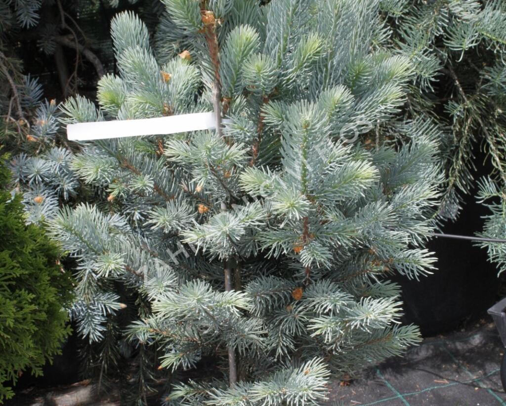 Smrk pichlavý 'Iseli Fastigiate' - Picea pungens 'Iseli Fastigiate'