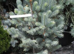 Smrk pichlavý 'Iseli Fastigiate' - Picea pungens 'Iseli Fastigiate'